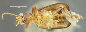 Media type: image;   Entomology 34666 Aspect: habitus ventral view